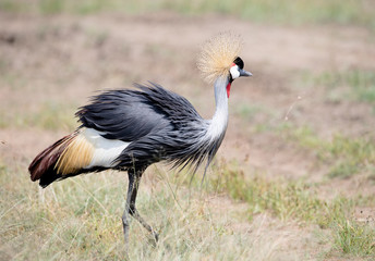 Grey Crowned Crane {Balearica regulorum}  in Masai Mara, Kenya