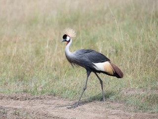 Grey Crowned Crane {Balearica regulorum}  in Masai Mara, Kenya