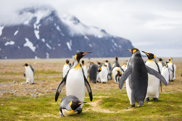 Obraz premium penguin in the arctic