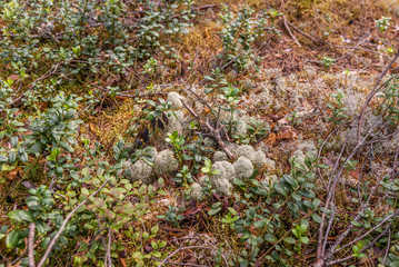 Lichen, moss, blueberries and decomposing wood in the Kolovesi National Park  - 2