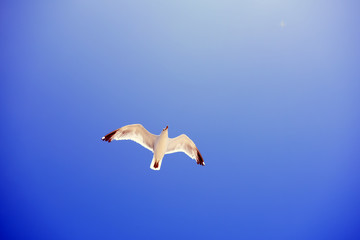 A Seagull Flying in the Sky