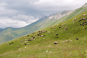 flock of sheep grazing in the mountains in the summer