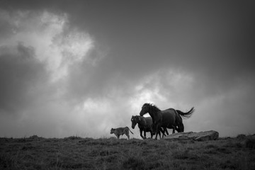 Cheval de M&eacute;rens en noir et blanc