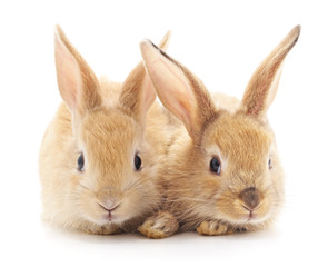 Two beautiful rabbits.