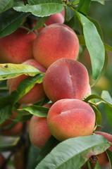 Ripe peach fruit