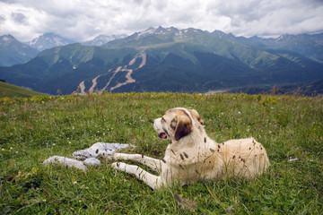 big shepherd dog lying in the mountains in the meadow