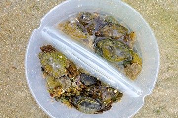 Un petit garçon qui pêche des crabes à marée basse en Bretagne
