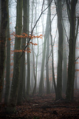 Fog in a forest in the winter