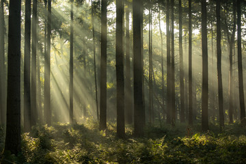 Light rays at sunrise in a forest