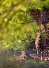 Deer couple in sunlight