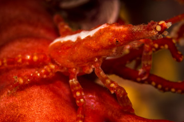 depressed spider crab