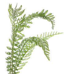 Green leaves of yarrow.