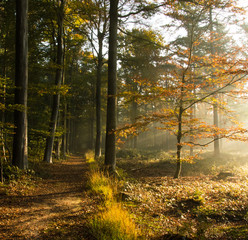 Obraz premium Sunrise in a forest