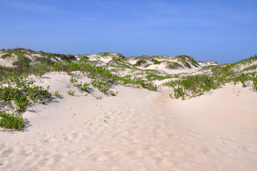 Sand Dune in Cape Hatteras National Seashore, on Hatteras Island, North Carolina, USA.