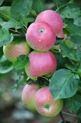 On the branches of a tree green-red apples mature