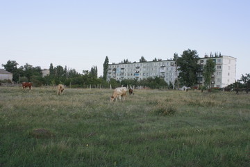 Пейзажи Саратова