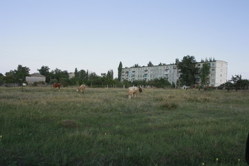 Пейзажи Саратова