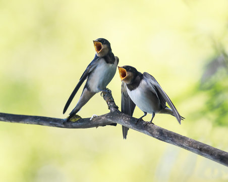  little hungry Chicks birds village swallows sit on the frost over a reservoir and uncovered their small beaks in anticipation food and parents year-old clear day