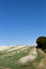 Crop stubble after harvest left on farmland field in rural Hampshire set against a clear blue sky