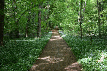 Bärlauch im Frankfurter Stadtwald