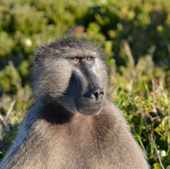 Chacma Baboon