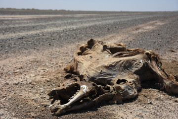 carcassa di cammello nel deserto del gobi