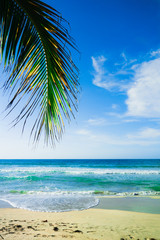 Palmtree at the Ocean