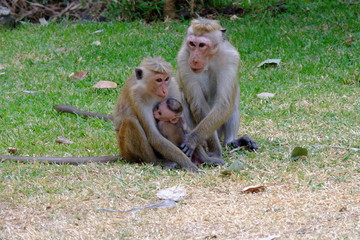 Famille de macaque