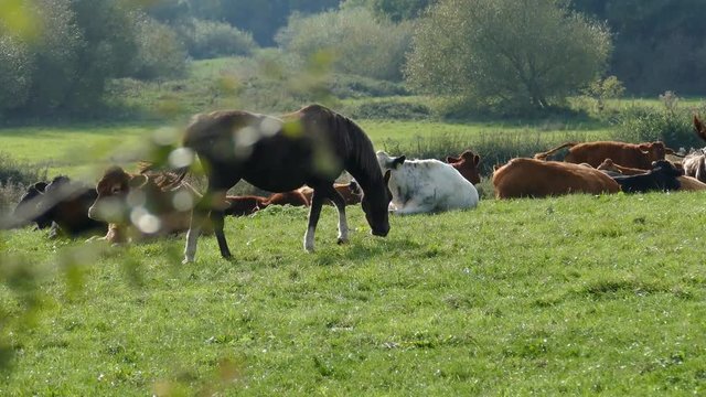 Beautiful motorized slider shot of a cattle herd with a young black horse walking past. Filmed in Cheshire, England