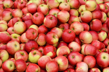Ripe apples