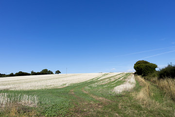 Fototapeta premium Crop stubble after harvest left on farmland field in rural Hampshire set against a clear blue sky