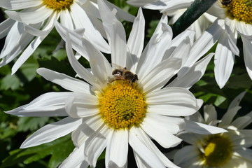 Obraz premium Ботанический сад, 