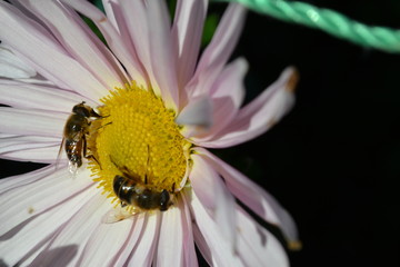 Ботанический сад, 