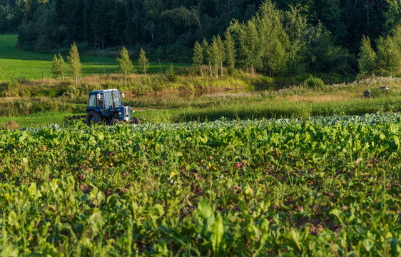 Tractor on field with turnips and cabbage in summer