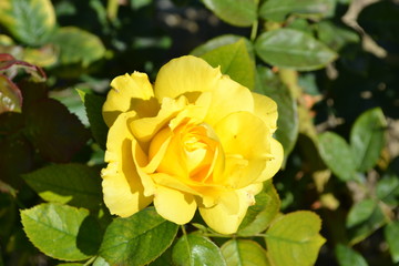 Ботанический сад, 