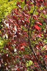 Ботанический сад, 