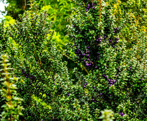 Bayas del sur de Chile, Chiloé