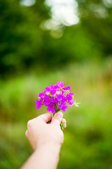Fototapeta na wymiar in the hands of a bouquet of field lilac bells on the on the background fields
