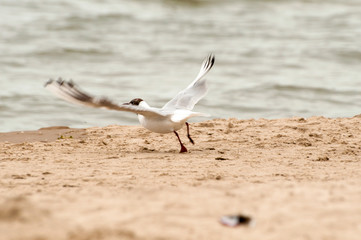 A seagull soaring to flight at the polish beach