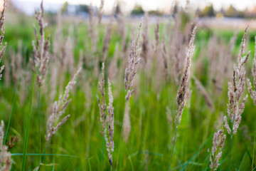 background with field grasses