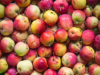Autumn harvest of apples washed in a plastic basin
