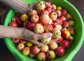 Autumn harvest of apples washed in a plastic basin

