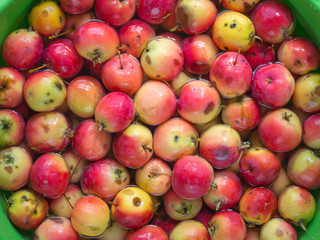 Red apples in water. Washing the Apple harvest.