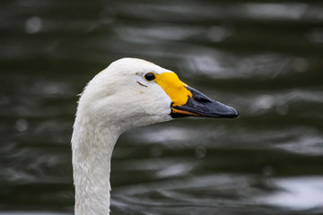 Fototapeta premium bewick swan