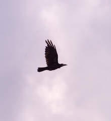 A black crow flies at the blue sky