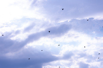 A flock of raven birds on a blue sky