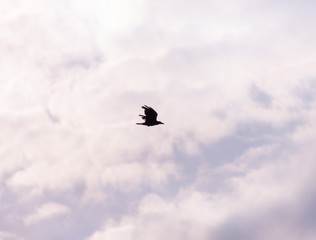 A flock of raven birds on a blue sky