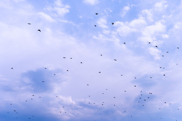 A flock of raven birds on a blue sky