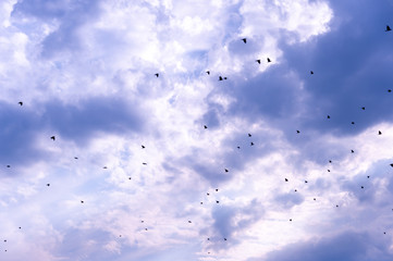 A flock of raven birds on a blue sky