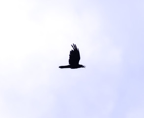 A black crow flies at the blue sky